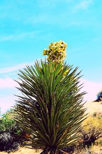 Low angle view of cactus plant against sky