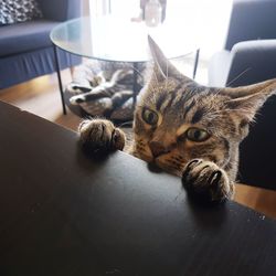 Portrait of a cat resting on table