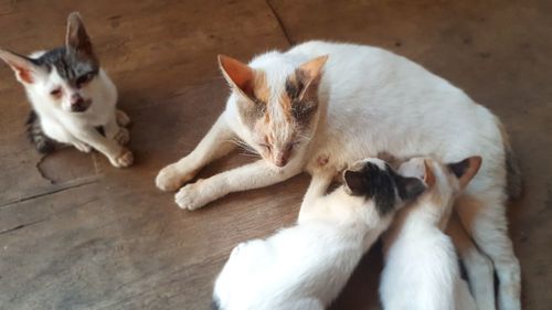 High angle view of cats lying on floor