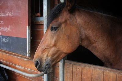 Close-up of horse in stable