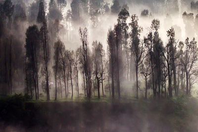 Panoramic shot of trees in forest