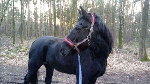 Horse in forest