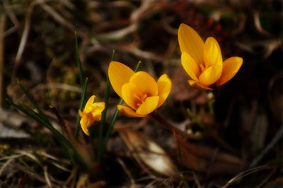 Close-up of yellow crocus flowers on field