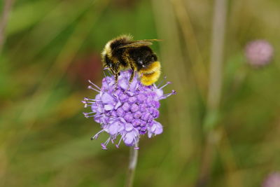 Close-up of bee pollinating on purple flower