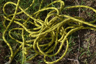 Close-up of fresh green plants