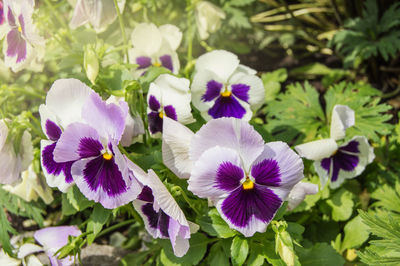 Close-up of purple flowering plants