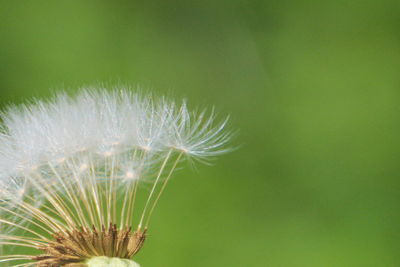 Close-up of dandelion flower