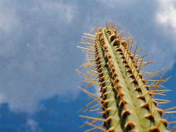 Close-up of cactus plant against sky