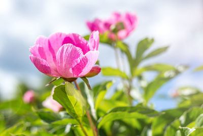 Pink peonies close-up on a sunny day. beautiful natural background, delicate flowers. 