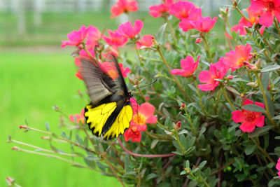 Butterfly on pink flower