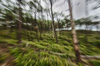 Blurred motion of trees on field