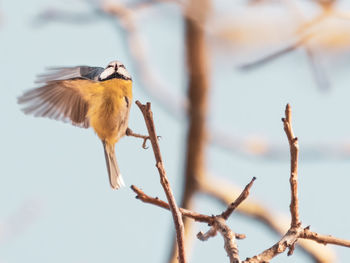 Close-up of bird perching on branch