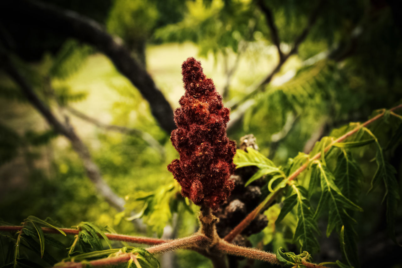 CLOSE-UP OF FERN AGAINST TREES