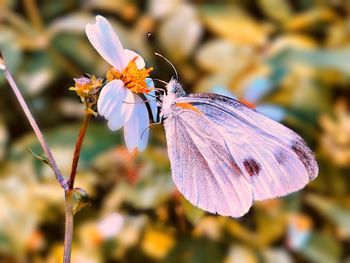 Close-up of butterfly pollinating on purple flower