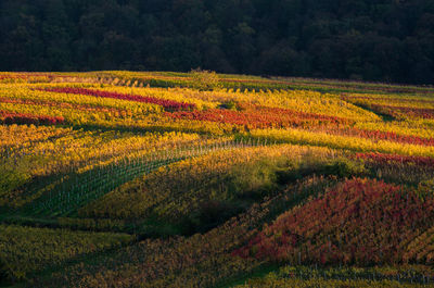 Scenic view of agricultural field