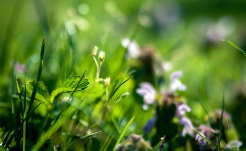 Close-up of fresh green plant in field