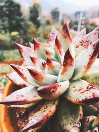 Close-up of succulent plant