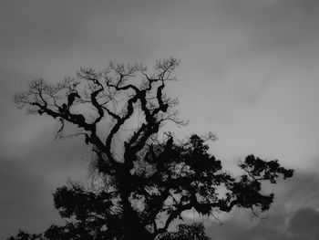 Low angle view of silhouette tree against sky