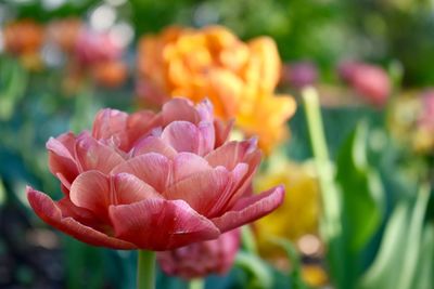 Close-up of pink tulip