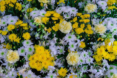 Full frame shot of yellow flowering plants