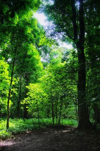 Trees in forest