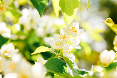 Close-up of white flowering plant