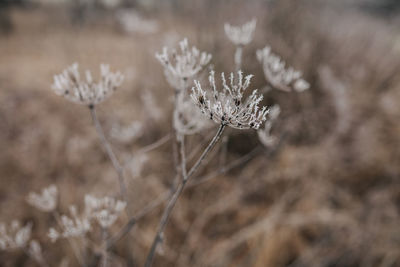 Close-up of dried plant on snow