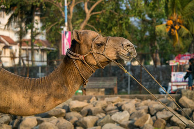 Close-up of elephant in zoo