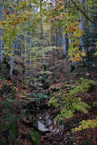 Trees in forest