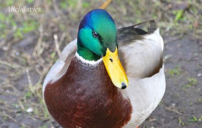 High angle view of duck