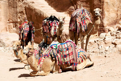 Rear view of people riding horse in desert