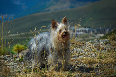 Close-up of dog on field against sky