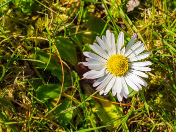 Close-up of white daisy on field