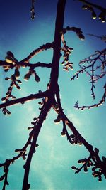 Low angle view of bare tree against blue sky