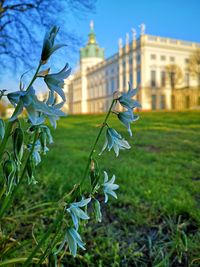 Close-up of flowering plant against building