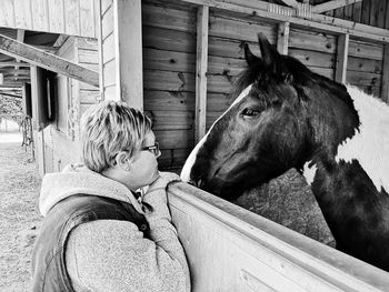 Side view of horse in stable