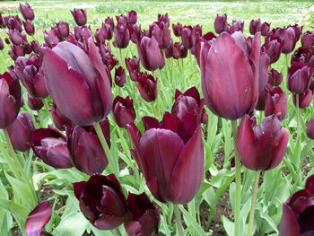 Close-up of tulips blooming outdoors