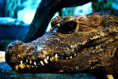 Close-up of crocodile on stone