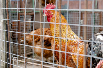 Close-up of birds in cage