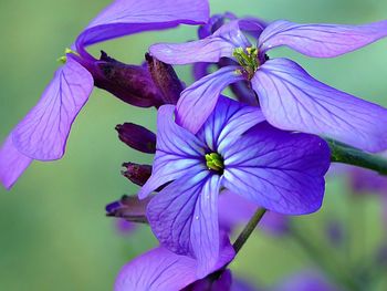 Close-up of purple flowers blooming outdoors