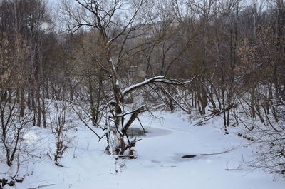 Bare trees against sky during winter