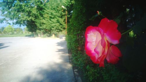 Close-up of pink flowers blooming outdoors