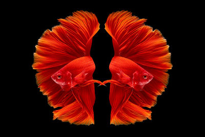 Close-up of multi colored leaf against black background