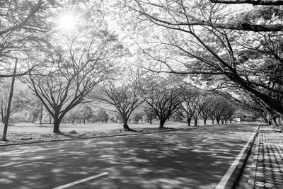 Bare trees in winter