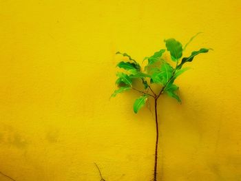 Close-up of plant against yellow wall