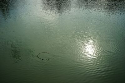 High angle view of duck swimming in lake