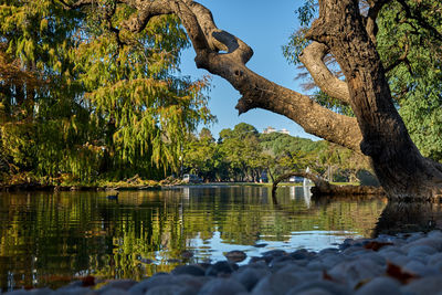 Scenic view of lake against trees