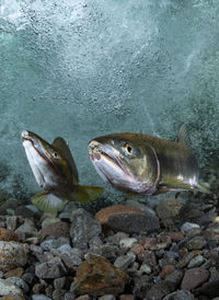 Pink salmon's run in rausu, hokkaido , japan