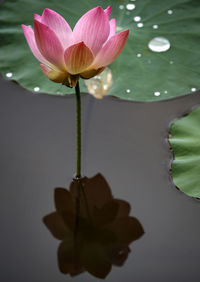 Close-up of lotus water lily in lake