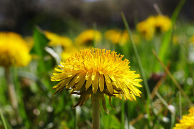 Close-up of yellow flowering plant on field